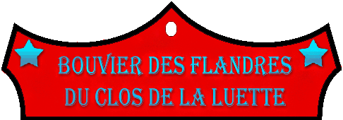 SITE WEB ELEVAGE DU CLOS DE LA LUETTE SPECIALISE POUR LE BOUVIER DES FLANDRES © COPYRIGHT DEPOSE